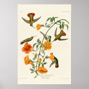Poster Pássaros de Audubon do pássaro do zumbido dos