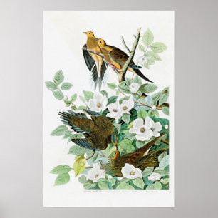 Pôster Pássaros de John Audubon da pomba da tartaruga de