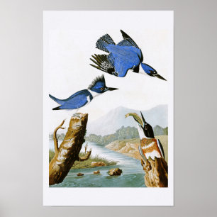 Poster Pássaros de John Audubon do martinho pescatore