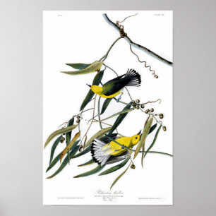 Pôster Pássaros de John James Audubon da toutinegra do