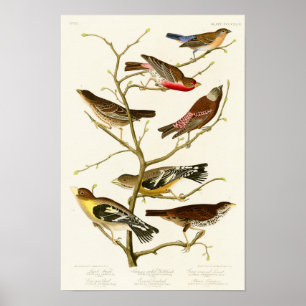Poster Pássaros de John James Audubon do passarinho do