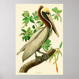 Pôster Pássaros de John James Audubon do pelicano de