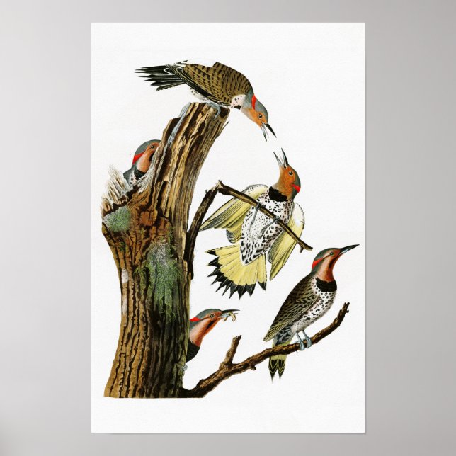 Poster Pássaros de Pica-Pica-Pau-ouro da América (Frente)