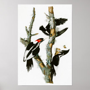 Poster Pássaros de Pica-Pica-Pica-Pau da América