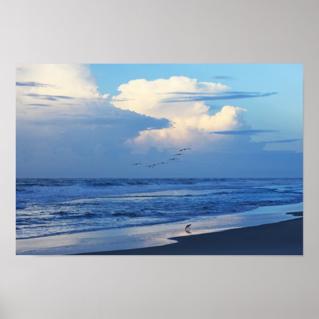 Pôster Pássaros de praia no amanhecer 1 (Frente)