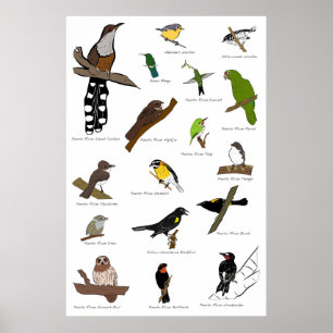 Poster Pássaros de Puerto Rico