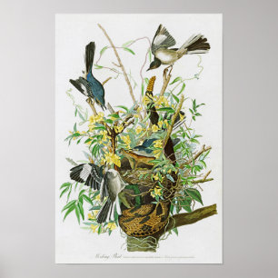 Poster Pássaros de zombaria de John James Audubon do