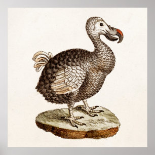Pôster Pássaros do Dodo dos 1700s da ilustração do