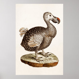 Pôster Pássaros do Dodo dos 1700s da ilustração do