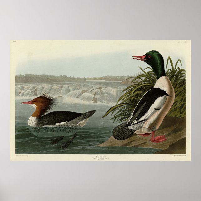 Poster Pássaros do Goosander (Merganser comum) Audubon (Frente)
