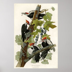 Poster Pássaros do pica-pau de Pileated de América
