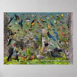 Poster Pássaros do quintal da Califórnia Norte