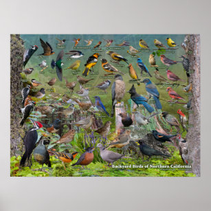 Poster Pássaros do quintal da Califórnia Norte