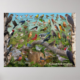 Poster Pássaros do Quintal de Indiana
