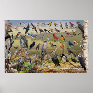 Poster Pássaros do quintal de Minnesota
