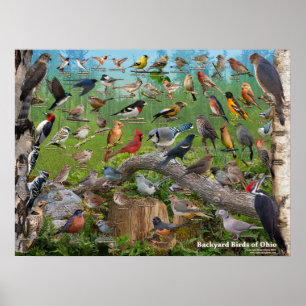 Pôster Pássaros do quintal de Ohio