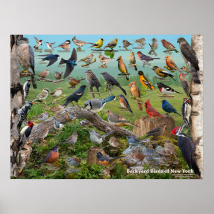 Poster Pássaros do quintal do Estado de Nova Iorque