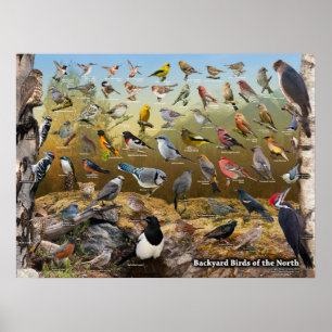 Pôster Pássaros do quintal do norte