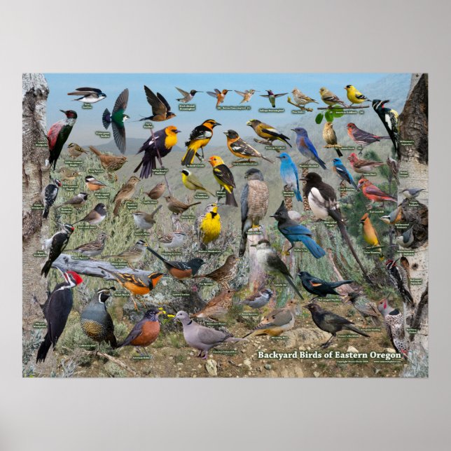 Poster Pássaros do Quintal do Oregon Oriental (Frente)