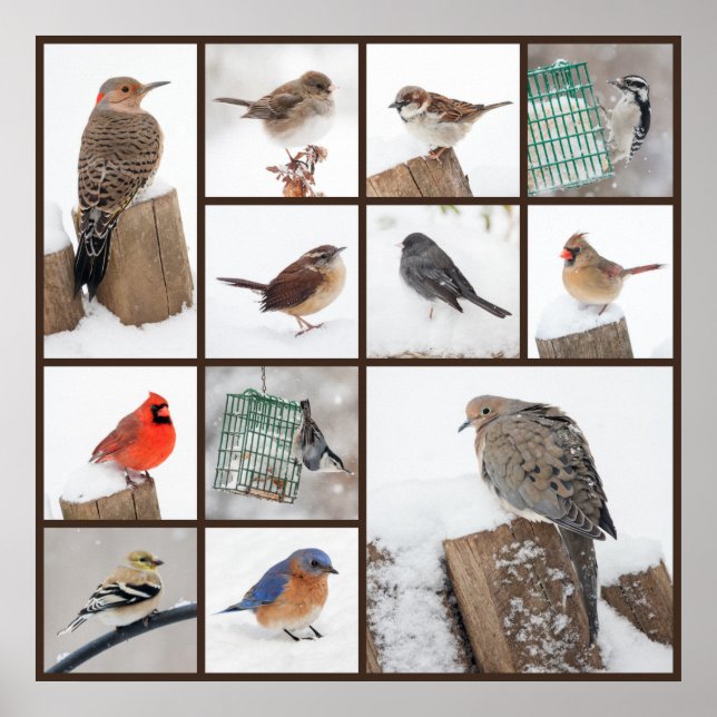 Pôster Pássaros do quintal na neve (Frente)