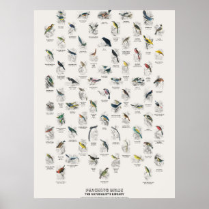 Poster Pássaros Empoleirados - Biblioteca do Naturalista