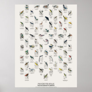 Poster Pássaros Empoleirados - Biblioteca do Naturalista