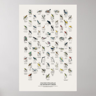 Poster Pássaros Empoleirados - Biblioteca do Naturalista