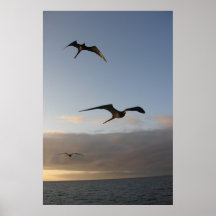 pássaros-frade no pôr do sol