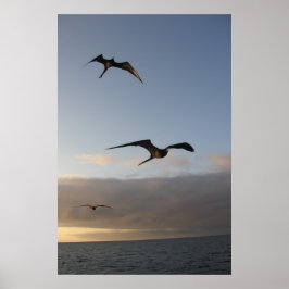 Poster pássaros-frade no pôr do sol