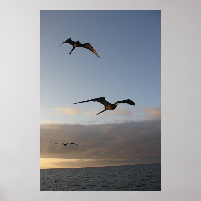 Poster pássaros-frade no pôr do sol (Frente)