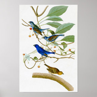 Pôster Pássaros Indigo Bunting John James Audubon da Amér