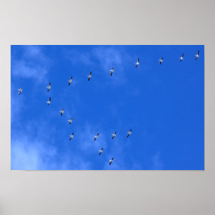 Poster Pássaros Migratórios