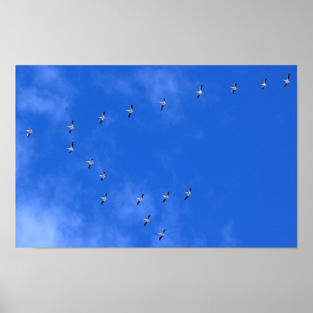 Poster Pássaros Migratórios (Frente)