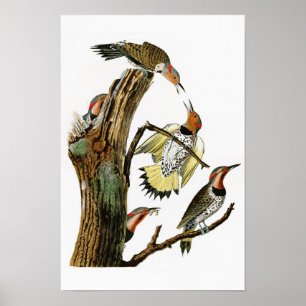 Poster pássaros Ouro-voados de Audubon do pica-pau de