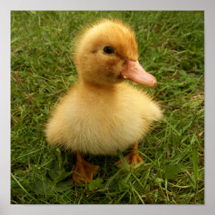 Poster pássaros pequenos e engraçados