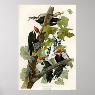 Poster Pássaros Pica-Pica-Pau Pileados da América