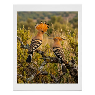 Pôster Pássaros Poupa-De-Coroa Na Paisagem Da Natureza Fl