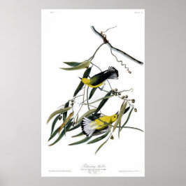 Poster Pássaros Prothonotary Warbler da América Audubon