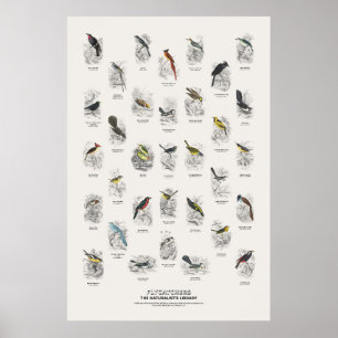 Poster Pássaros que Caçam Mosquitos - Biblioteca do Natur