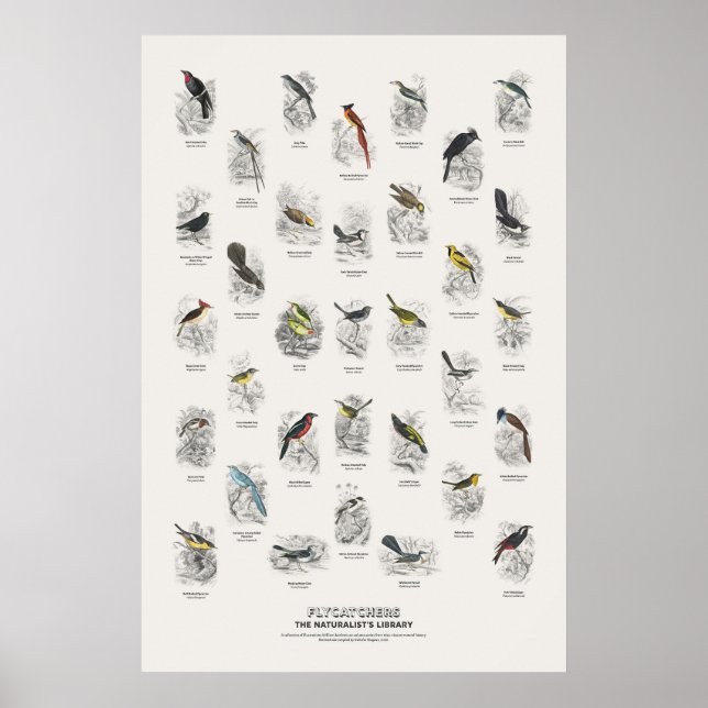 Poster Pássaros que Caçam Mosquitos - Biblioteca do Natur (Frente)