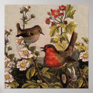 Pôster Pássaros Robins da Primavera Pássaro Vermelho Obse