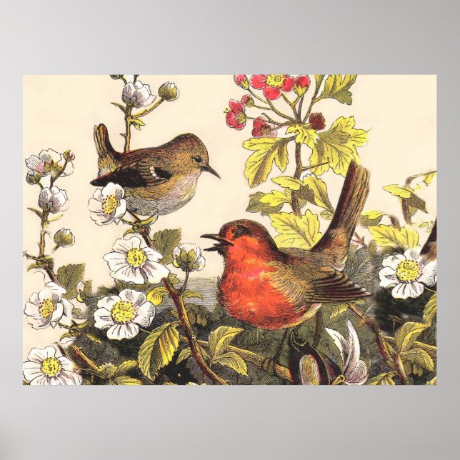 Pôster Pássaros Robins da Primavera Pássaro Vermelho Obse (Frente)