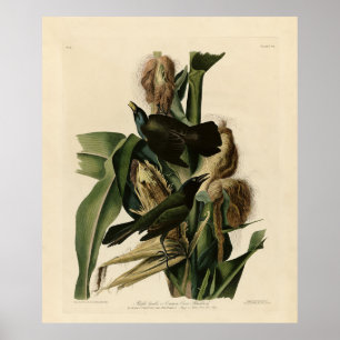 Poster Pássaros Roxos (Grackle) - Aves da América de Audu