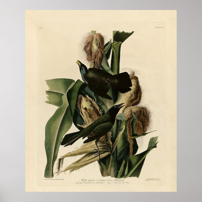 Poster Pássaros Roxos (Grackle) - Aves da América de Audu (Frente)