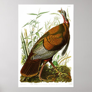 Poster Pássaros selvagens de Turquia John James Audubon