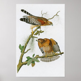 Pôster pássaros Vermelho-empurrados de John Audubon do