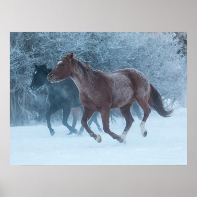 Poster Passeio de Cavalo (Frente)