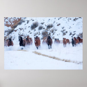 Poster Passeio de Cavalo Cowboy   Hideout Ranch Shell, Wy