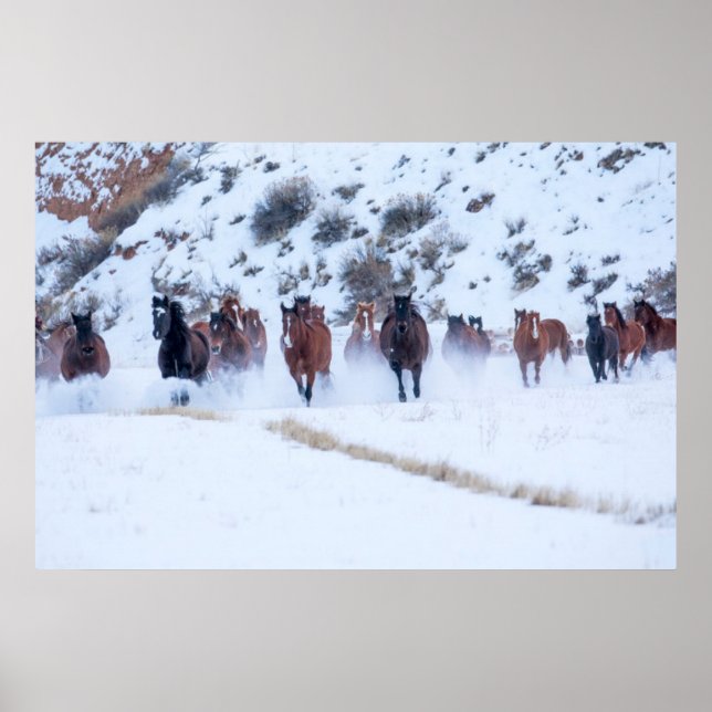 Poster Passeio de Cavalo Cowboy | Hideout Ranch Shell, Wy (Frente)