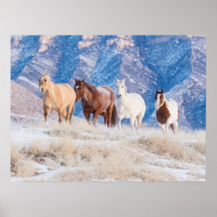 Poster Passeio de Cavalo Cowboy no Hideout Ranch